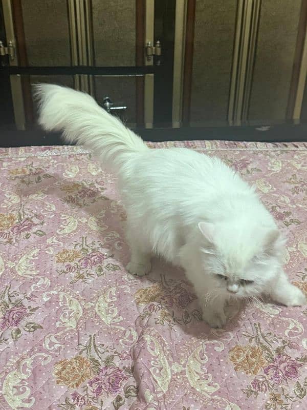 Persian adult triple coat cat 3