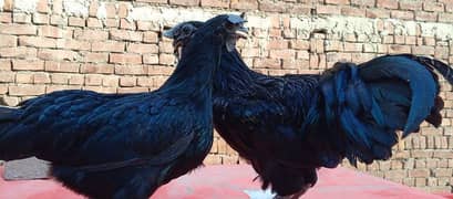 ayam cemani