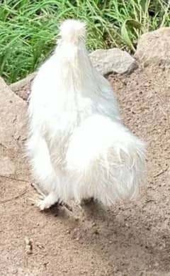 silkie hens