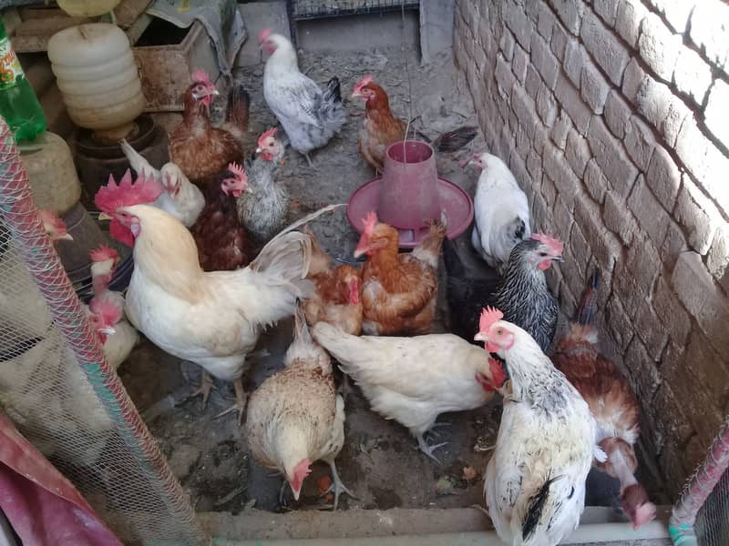 Golden Misri Hen||Desi Eggs||Fertile Eggs||OrganicEggs||Dei Eggs 0