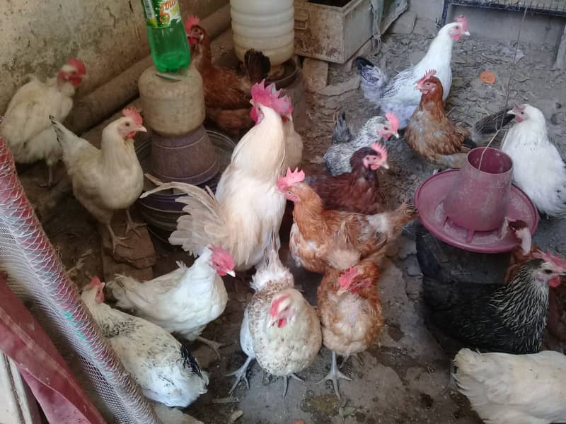 Golden Misri Hen||Desi Eggs||Fertile Eggs||OrganicEggs||Dei Eggs 1