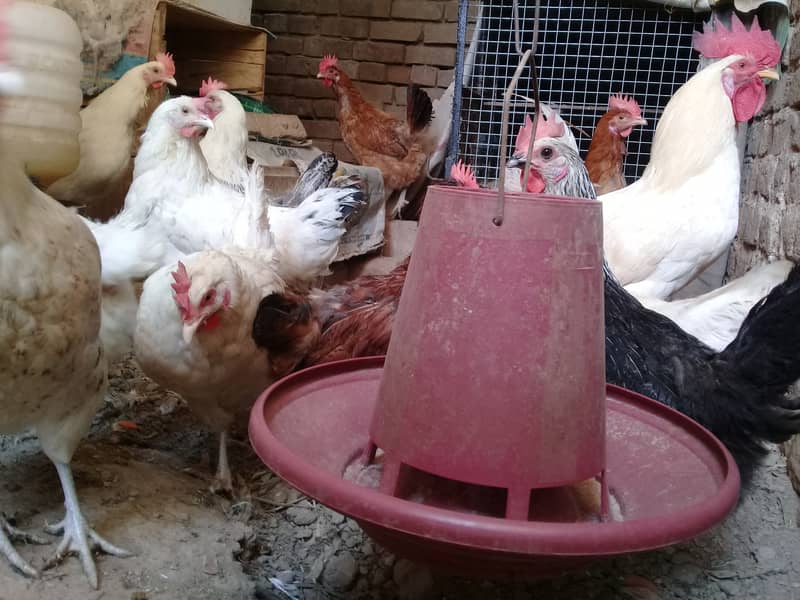 Golden Misri Hen||Desi Eggs||Fertile Eggs||OrganicEggs||Dei Eggs 4