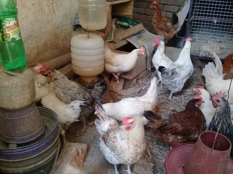 Golden Misri Hen||Desi Eggs||Fertile Eggs||OrganicEggs||Dei Eggs 5