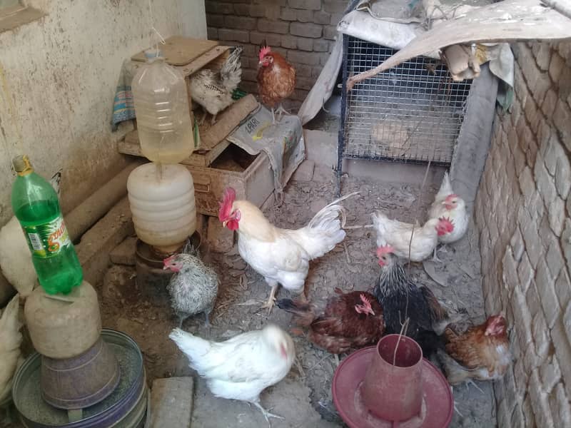 Golden Misri Hen||Desi Eggs||Fertile Eggs||OrganicEggs||Dei Eggs 8