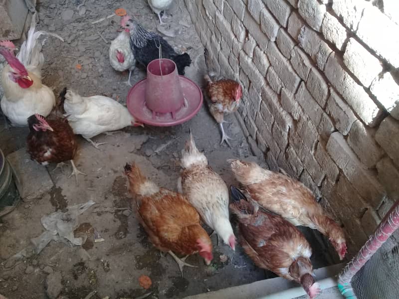 Golden Misri Hen||Desi Eggs||Fertile Eggs||OrganicEggs||Dei Eggs 9