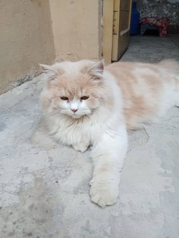 An extreme punch face Persian cat 4