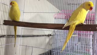 yellow ring neck breeder pair