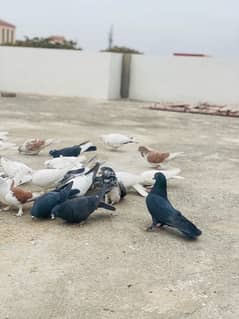 pigeons