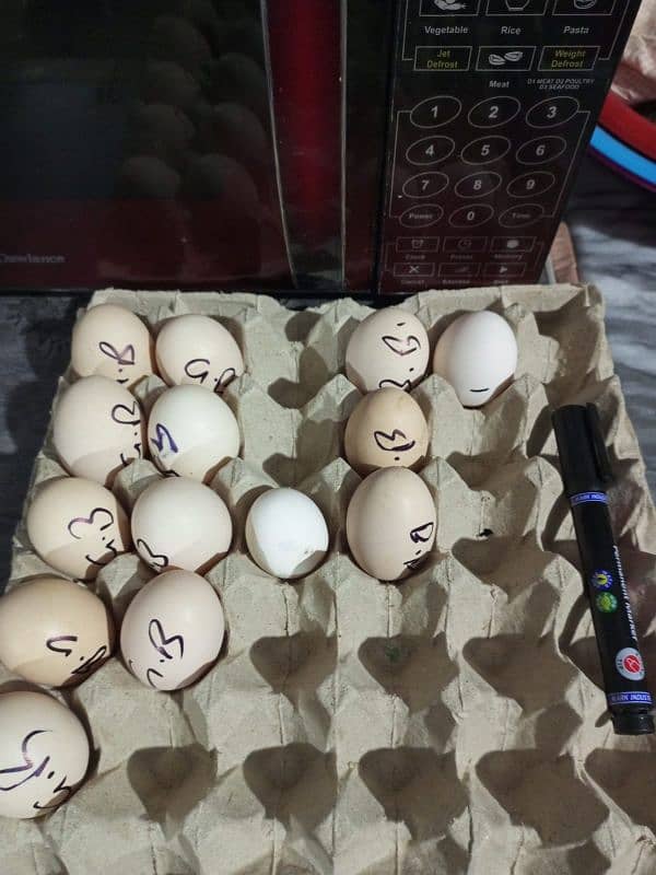 Fertile Eggs of Paper white heera aseel fr sale 0