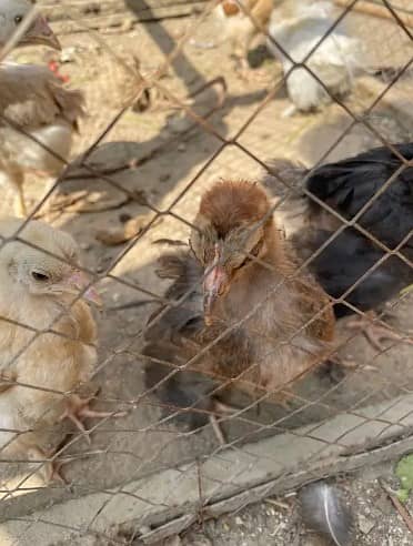 brazil shamo male/high quality shamo/bantam chick/pure aseel/fancy hen 1