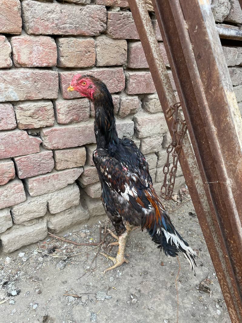 brazil shamo male/high quality shamo/bantam chick/pure aseel/fancy hen 5