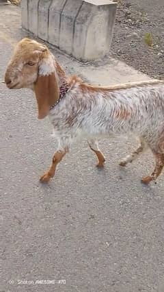 Goat for sale