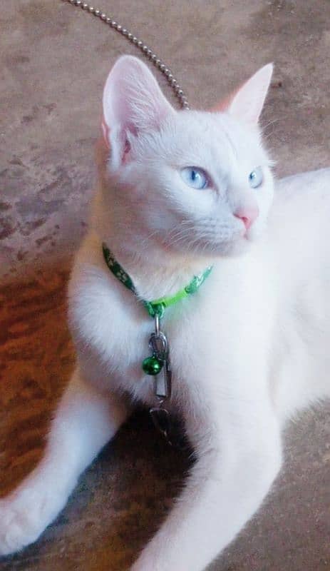 Fancy Cat Collar + Chain Combo Deal 1