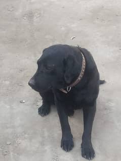 Labrador male available for sale