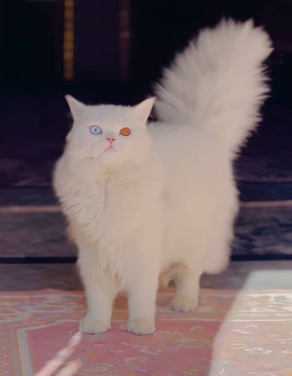 persian cat 0