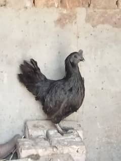 Ayam Cemani  murgi