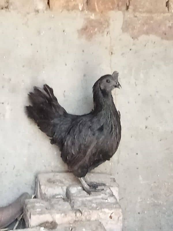 Ayam Cemani  murgi 0