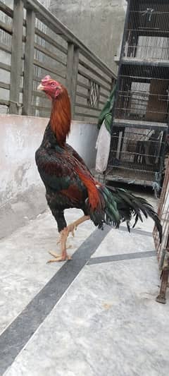 Shamo Japanese long height Aseel Murga, young strong bird