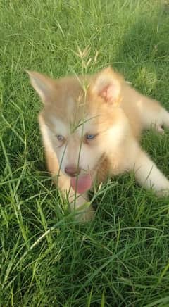 Husky puppy male