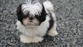 Shihtzu puppies available for sale