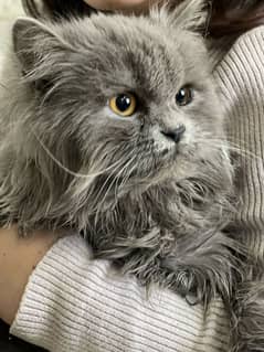 Persian cat for sale gray color triple coated