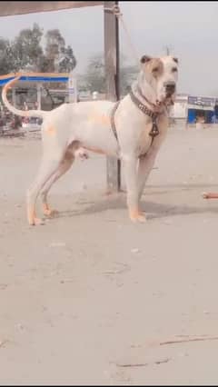 bully dog for sale /bully breed / bully male