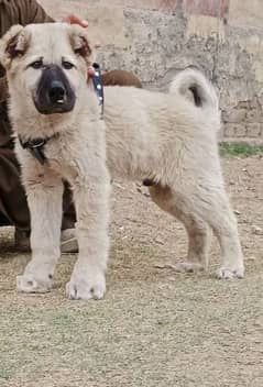 Turkish Kangal dabal hadi male havey bone starcture for sale