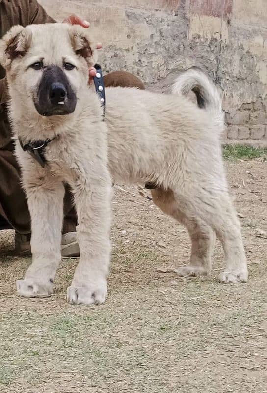 Turkish Kangal dabal hadi male havey bone starcture for sale 0