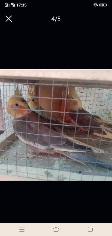 cocktail breeder pair SKB Avariy(location renala khurd okara ) 2