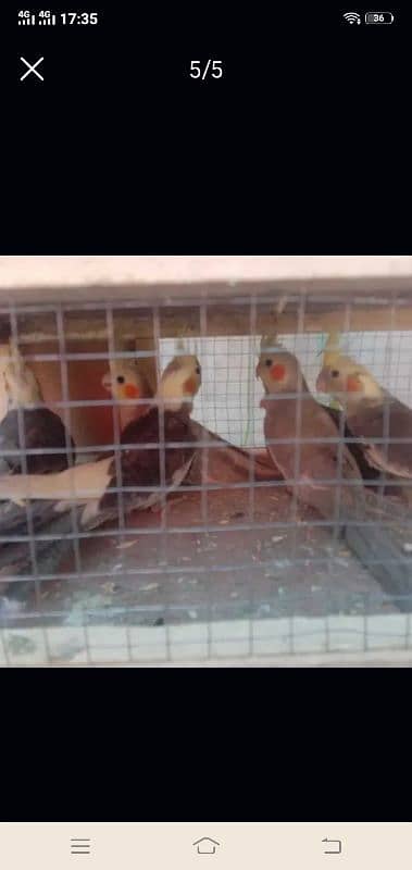 cocktail breeder pair SKB Avariy(location renala khurd okara ) 3