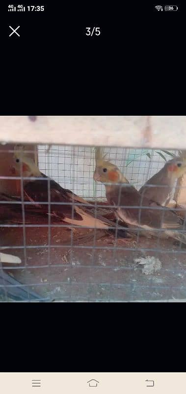 cocktail breeder pair SKB Avariy(location renala khurd okara ) 5