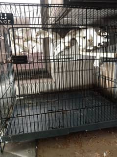 lovebird albino | red eyes | black eyes all setup for sale