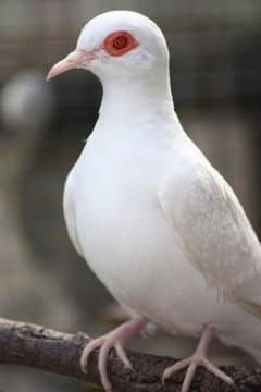 Snow Opal Diamond Pited Dove ( Red & Blue Split )