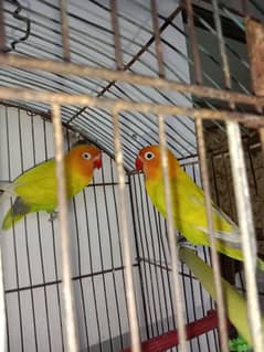 Love birds breeder pair different prices