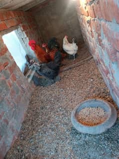 Golden Misri Hens and Roster For Sale