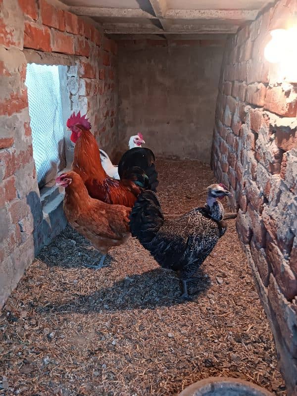 Golden Misri Hens and Roster For Sale 1