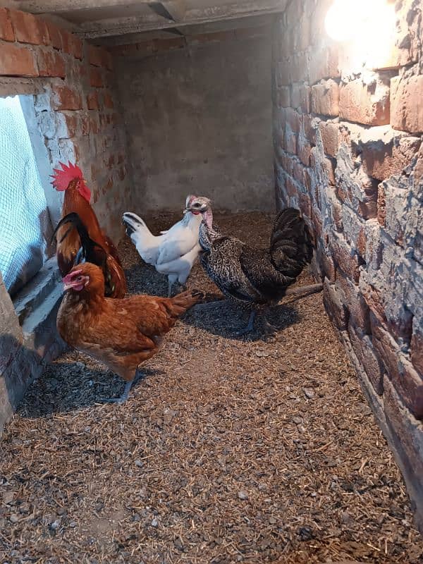 Golden Misri Hens and Roster For Sale 2