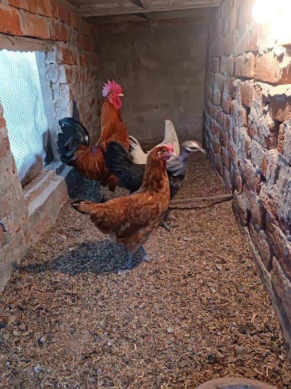 Golden Misri Hens and Roster For Sale 3