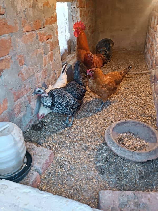 Golden Misri Hens and Roster For Sale 4