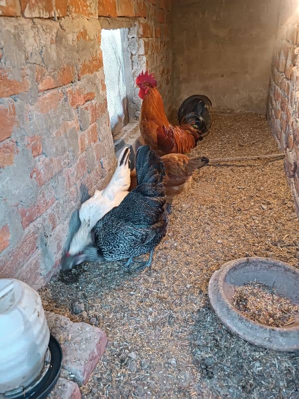 Golden Misri Hens and Roster For Sale 5