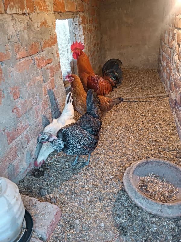 Golden Misri Hens and Roster For Sale 6