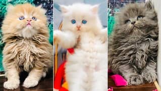 Persian kitten cats