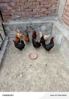 desi hens for sale