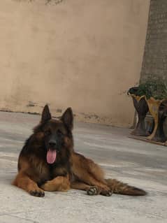 German shepherd long coat non pedigree