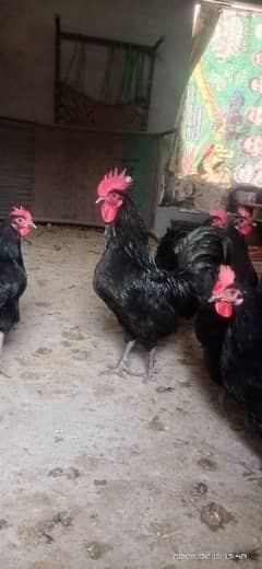 austrolorp F1 breed egg laying hens