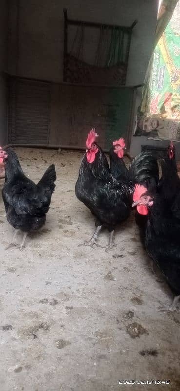 austrolorp F1 breed egg laying hens 1