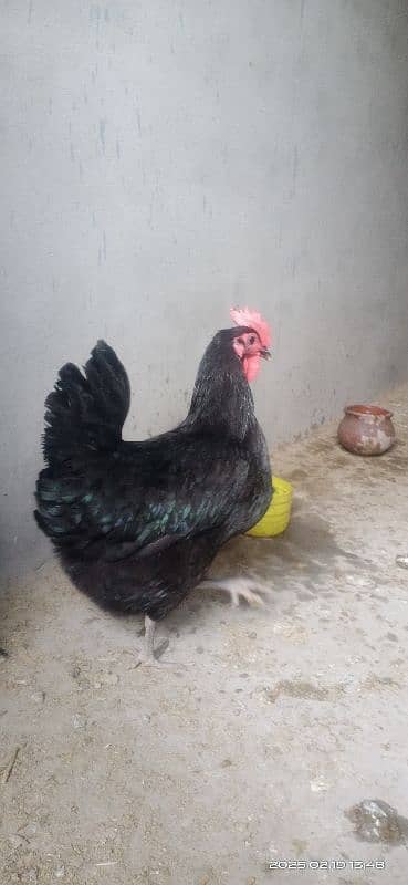 austrolorp F1 breed egg laying hens 2