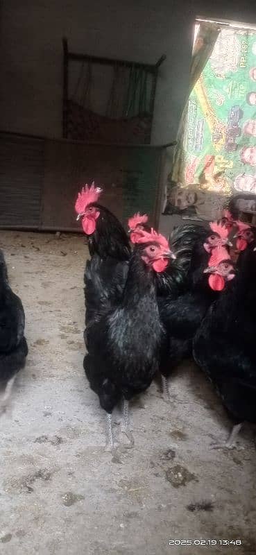 austrolorp F1 breed egg laying hens 4