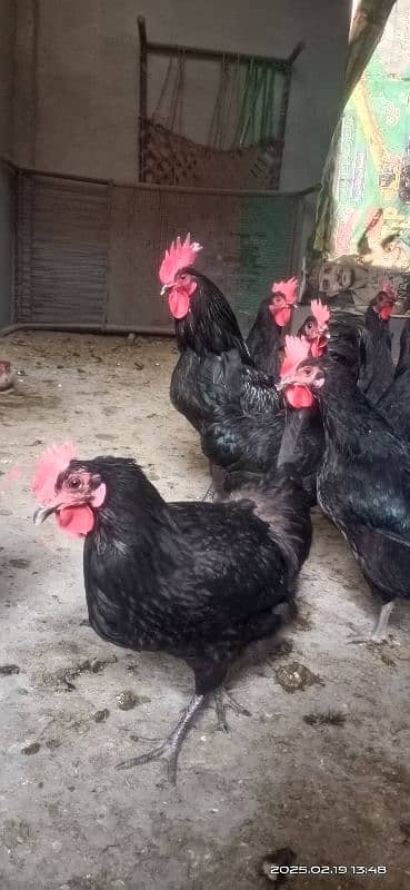 austrolorp F1 breed egg laying hens 5