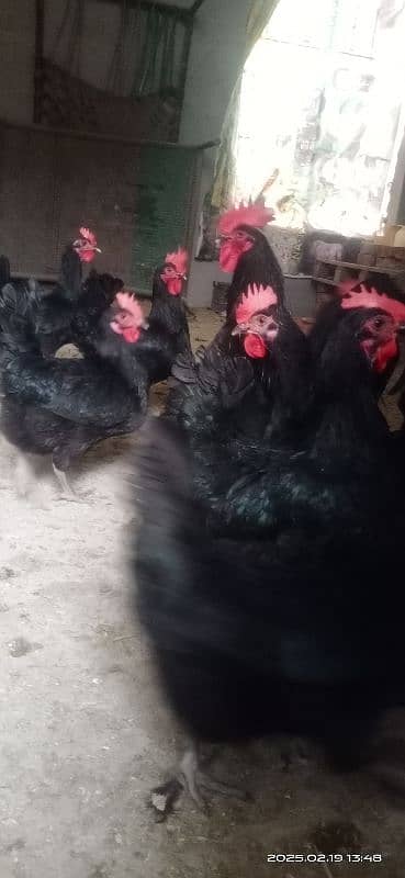 austrolorp F1 breed egg laying hens 6